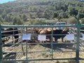 Concurso Morfológico de la Raza Alistana-Sanabresa en Porto. Archivo