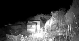 Oso en las colmenas de Muelas de los Caballeros