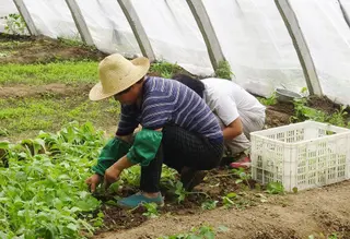 Campo huerto familiar trabajadores seguridad