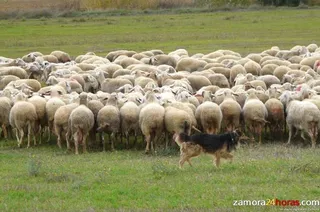 Asovino, mejor empresa cooperativa de Castilla y León en el año 2013