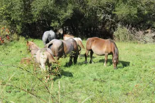 Imagen de caballos. Archivo.