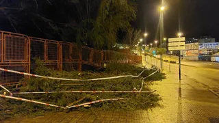 Árbol caído en el Bolón