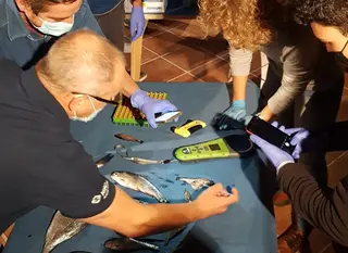Taller de marcaje de peces