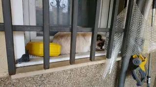 Un gato espera junto a la ventana