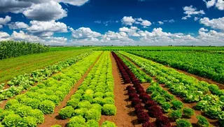 Campo