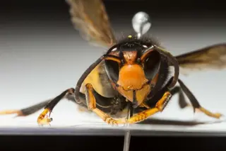 Avispa velutina