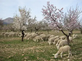 Ganado