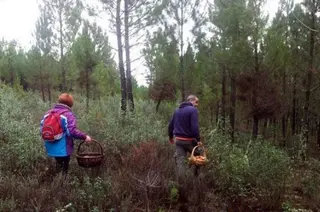 Salida al campo a por setas