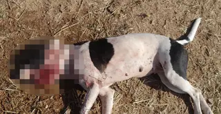 Matan a palos a una perrita en Zamora