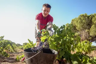 Un trabajador recoge uvas en el campo Ricardo Rubio Europa Press