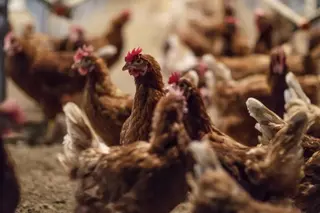 Gallinas