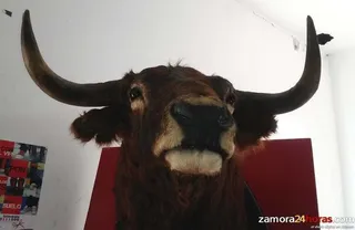 Tres organizaciones defensoras de los derechos de los animales critican la fiesta del Toro Enmaromado
