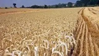 La bajada de los cereales en la Lonja de Zamora sigue imparable