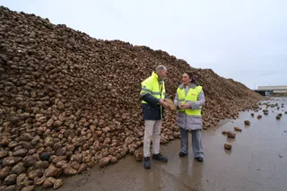 La Junta sitúa a la remolacha como un cultivo clave para el regadío de Castilla y León con un 30 % más de superficie