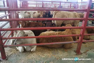 Así fue la Lonja de Salamanca el 26 de abril: Precios estables para los cereales, caen los terneros, vuelve a subir el ibérico
