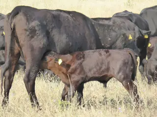 Animal enfermo de Dermatosis Nodular. Archivo