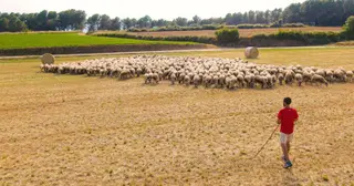 Campo ovejas ovino