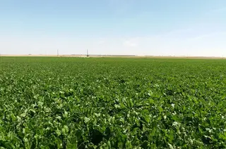Campo remolacha azucarera