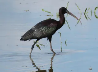 Ejemplar de morito, un ave que habita en las lagunas de Castilla y León | Juan Luis HernÃ¡ndez, SEO Birdilife