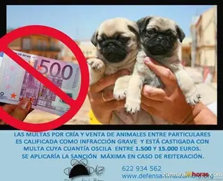 DAF insiste en que la compra y la venta de animales entre particulares es “ilegal”