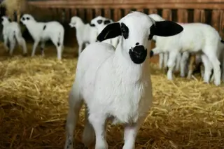 Oveja campo