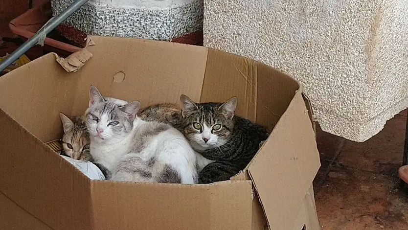 Gatos en una caja