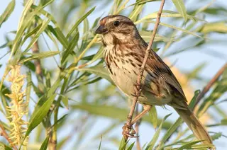Pajaro ep