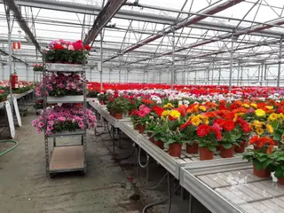 Plantas Mercado (2)