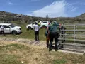 Rescate de un toro de grandes dimensiones en Alta Sanabria tras caer a un canal