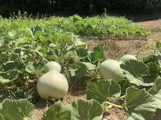 Cultivo de calabazas. - CITA