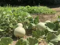 Cultivo de calabazas. - CITA