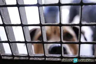 Las multas por abandono animal en Castilla y León, desde 1.500 euros