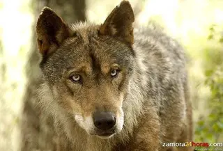 Antonio Campesino: "Los problemas que genera el lobo son parte de la solución"