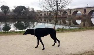 UPL pide al Ayuntamiento que impulse una actualización del censo canino
