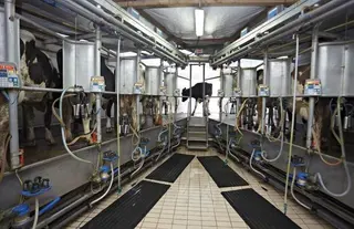 Leche cruda de vaca