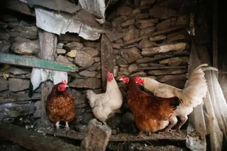 Archivo - Varias gallinas en un corral - Carlos Castro - Europa Press - Archivo