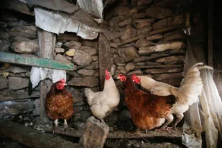 Archivo - Varias gallinas en un corral - Carlos Castro - Europa Press - Archivo
