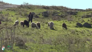ovejas