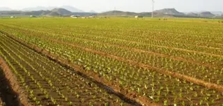 Una excepción legal permite cobrar ayudas PAC sin tener actividad agraria real