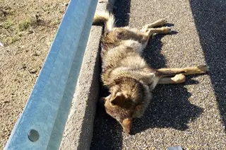 Lobo atropellado A52 Zamora Enero 2018