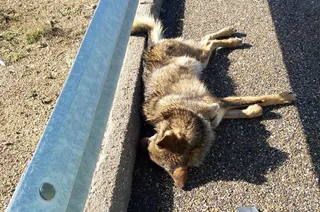 Lobo atropellado A52 Zamora Enero 2018