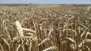 Campo de cereales