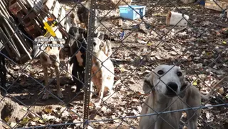 Imagen de los animales en cuestión