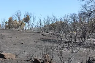 El campo en la zona calcinada por el incendio de Fermoselle