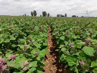 Imagen de una plantación de quinoa