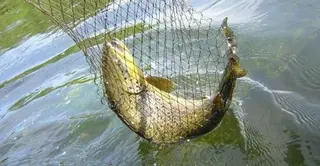 La Junta publica la normativa definitiva de la temporada de pesca y los accesos a los cotos