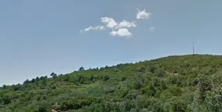 Masa forestal