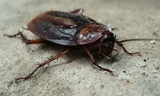 Cucaracha