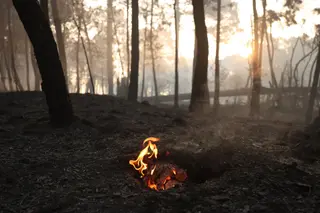 Bosque calcinado en el incendio de Burgohondo