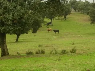 Pasto